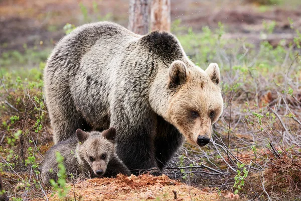 Moeder beer en Cub — Stockfoto