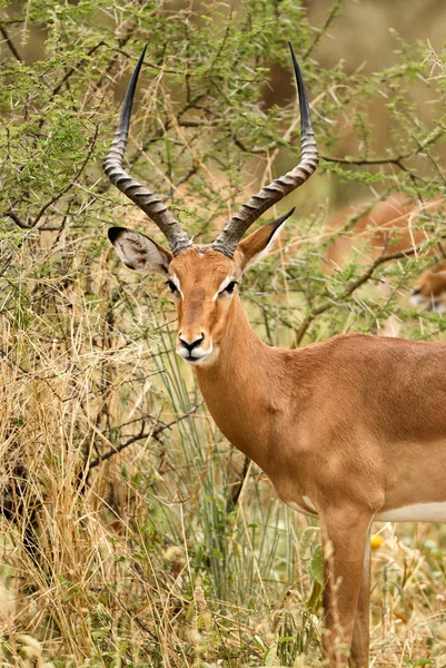 Portret męski impala — Zdjęcie stockowe