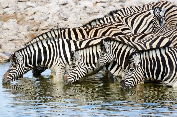 Cebras bebiendo en un pozo de agua —  Fotos de Stock