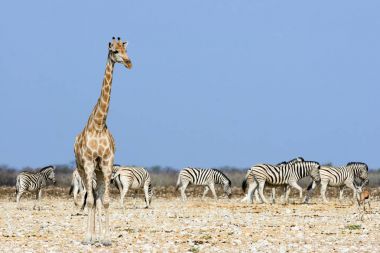 Giraffe and zebra in the savannah of Namibia clipart