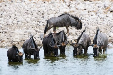 Bir su birikintisinin içme wildebeest
