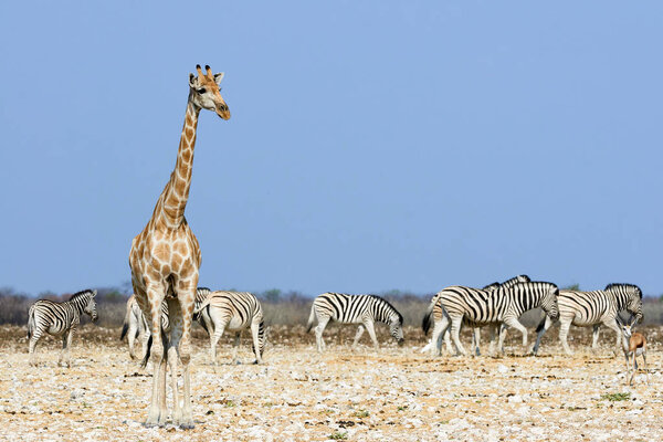 Giraffe and zebra in the savannah of Namibia