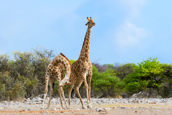 Giraffe photographed in Namibia while fighting, with a curved neck is about to hit the other one