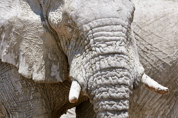 Retrato de elefante africano —  Fotos de Stock