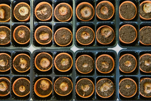 Jars file with soil and bulbs — Stock Image Jars file with soil and bulbs Royalty Free Stock Images