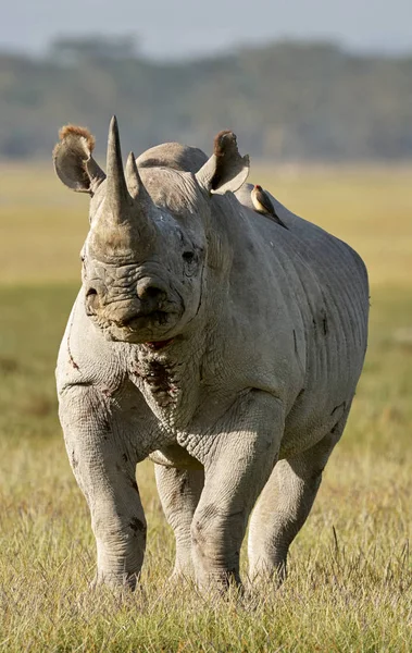 Piękny czarny nosorożec — Zdjęcie stockowe