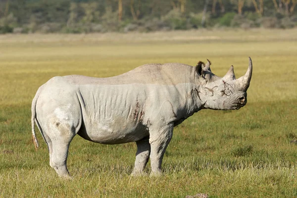 Vacker svart noshörning — Stockfoto