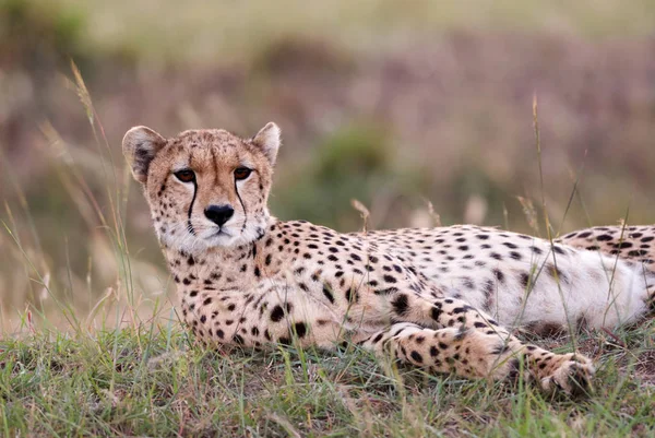 Гепард, лежащий в траве — стоковое фото