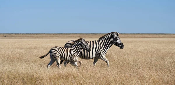 Two zebras, mom and puppy — Stock Photo, Image