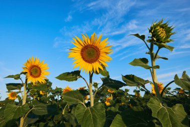 Güzel ayçiçeği çiçekleri