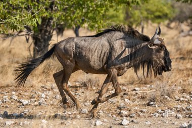 Savannah içinde çalışan wildebeest