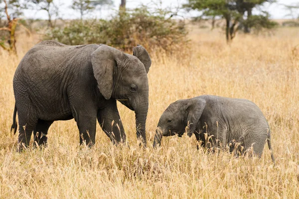 The two brothers elephants — Stock Photo, Image