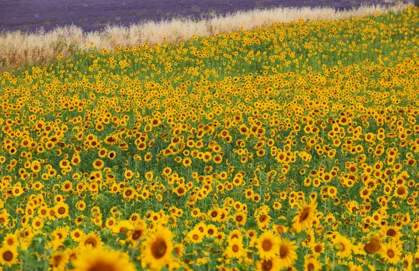 Sunflower and lavender — Stock Photo, Image