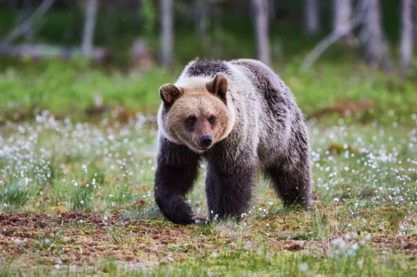 Wild bruine beer — Stockfoto