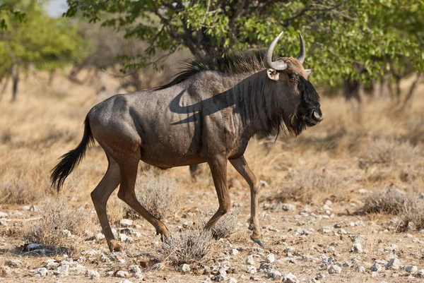 Wildebeest körs i savannen — Stockfoto