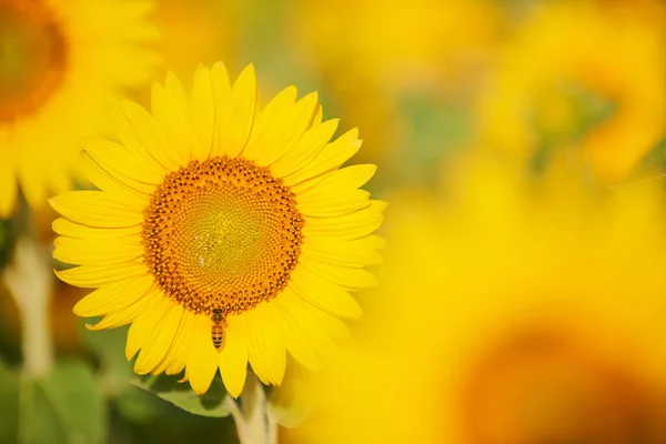 Sonnenblumenblume auf einem Feld — Stockfoto