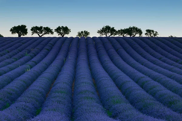 Feld blühender Lavendel — Stockfoto
