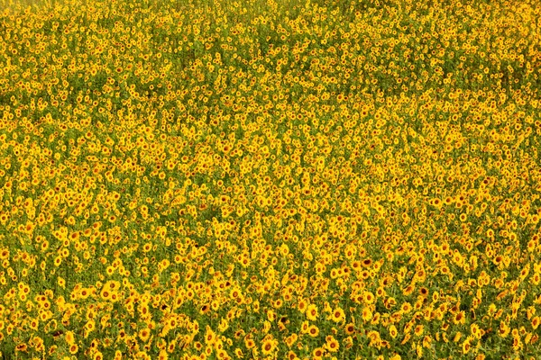 Beautiful sunflower field — Stock Photo, Image