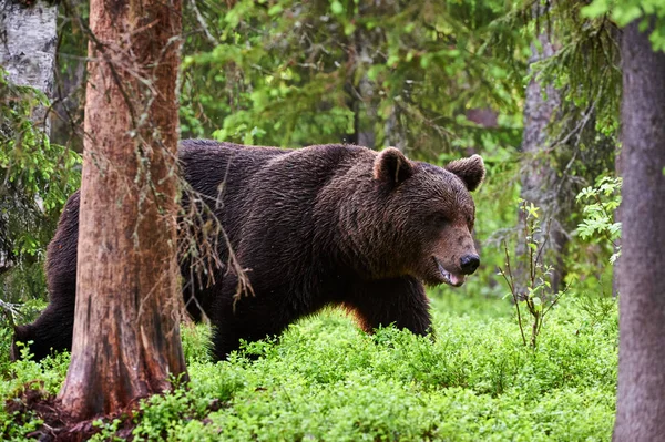 Braunbär im Wald — Stockfoto