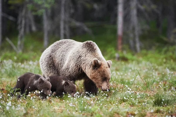 Mamá oso y dos pequeños cachorros — Foto de Stock