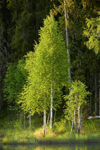 Summer in Northern Europe — Stock Photo, Image