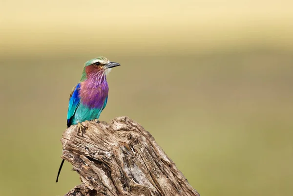 Lilac-breasted roller — Stockfoto