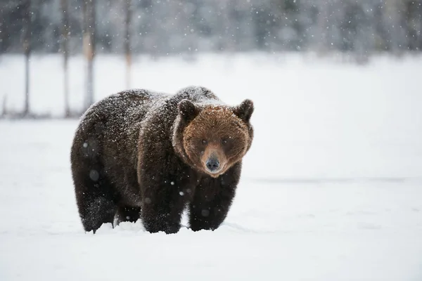 Oso marrón en la nieve — Foto de Stock