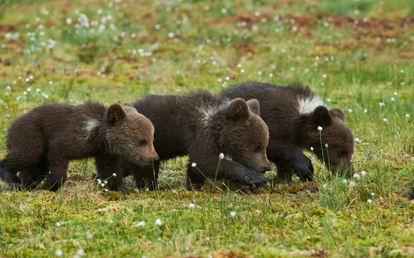 Három barna medve kölykeit — Stock Fotó