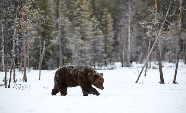 雪の中を歩いてヒグマ — ストック写真