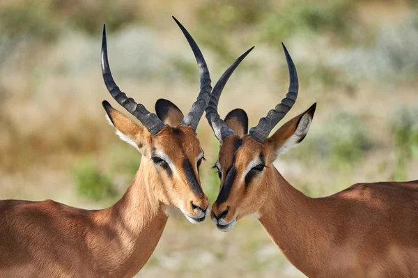 Dois preto enfrentou impala — Fotografia de Stock