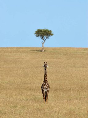 Kenya yalnız zürafa