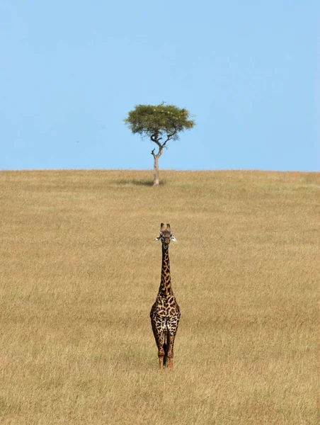 Girafa solitária no Quênia — Fotografia de Stock