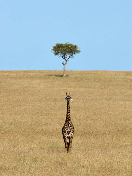 Lonely Giraffe in Kenya