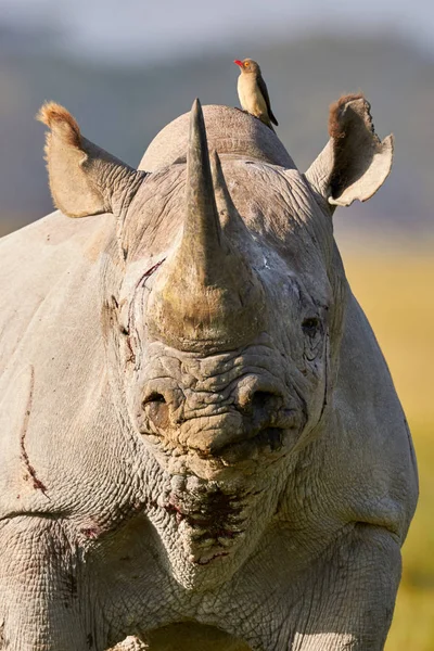 Beautiful black rhino portrait — Stock Photo, Image