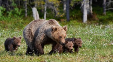 Female brown bear and her cubs clipart