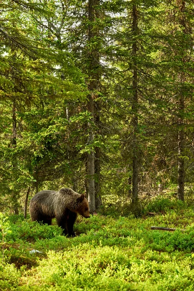 森林里的棕熊 — 图库照片