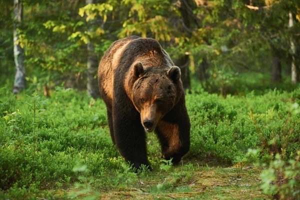 Urso castanho grande na floresta — Fotografia de Stock