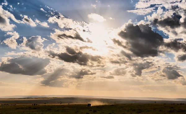 Afrika Safari — Stok fotoğraf