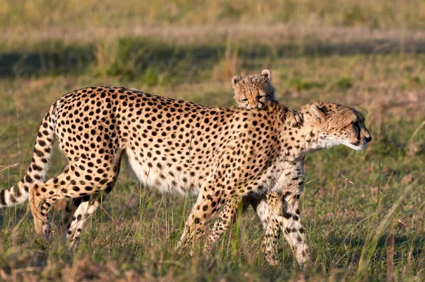 Mother cheetah and her cub — Stock Photo, Image