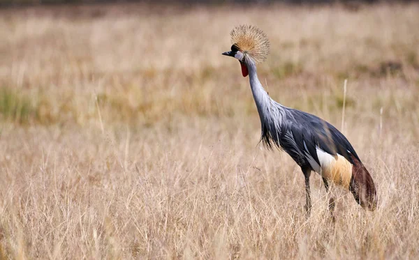 Grey crowned crane — Stock Photo, Image