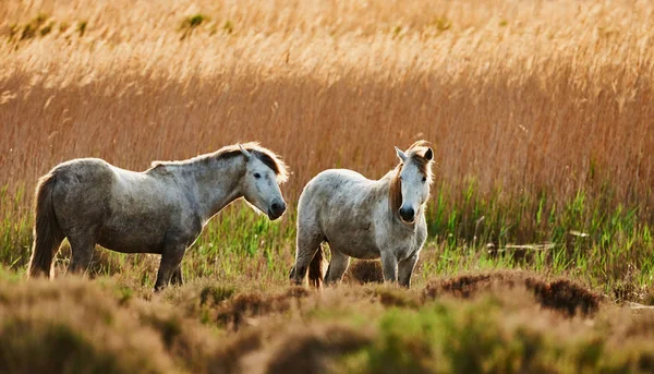 Dois jovens cavalos brancos de Camargue — Fotografia de Stock