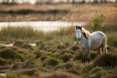Beyaz camargue ATI