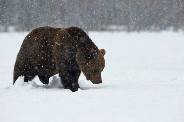 Urso marrom no inverno — Fotografia de Stock