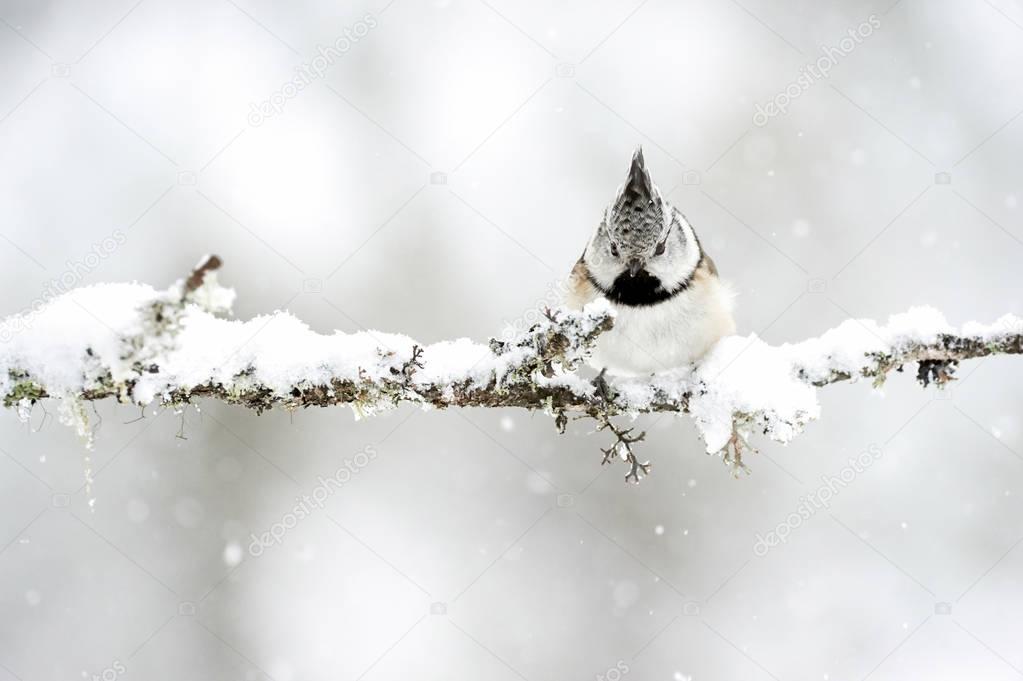 Crested tit in winter while it snows
