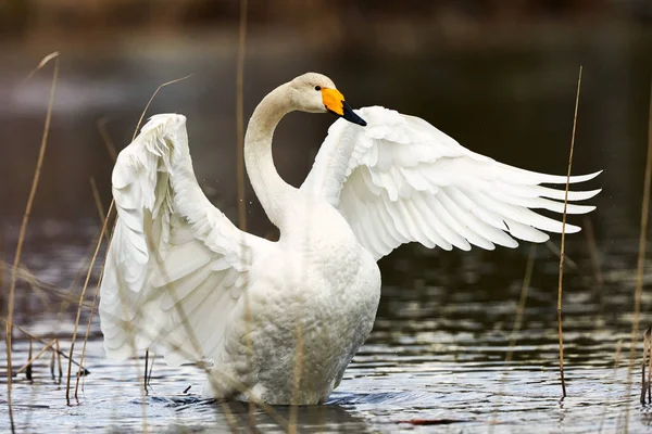 White Swoper Swan — стоковое фото