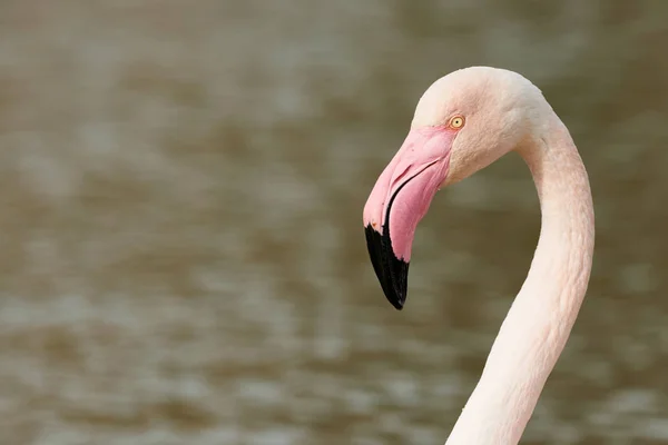 Porträtt av en vacker Flamingo — Stockfoto