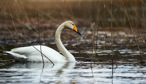 Cisne Swooper branco — Fotografia de Stock