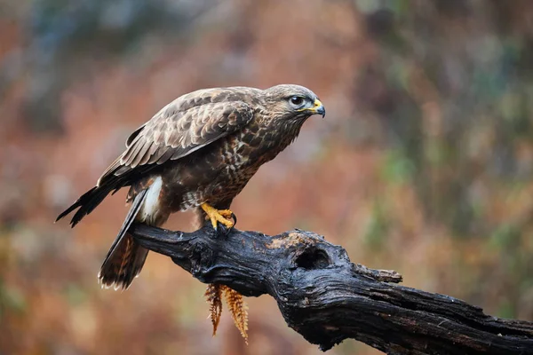Buzzard perched on a branch — Stock Photo, Image