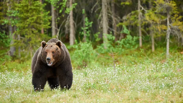 Nézett körül nagy barna medve — Stock Fotó