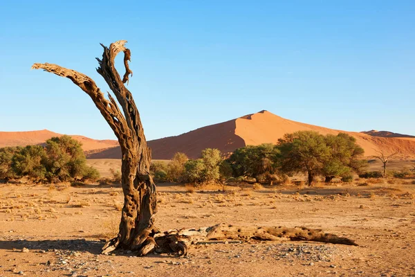 Dødt tre i ørkenen. – stockfoto